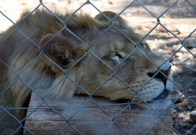 Un des lions au zoo du Mont Faron (Toulon, France) - Juillet 2016